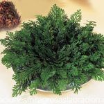 Oración a la rosa de Jericó para