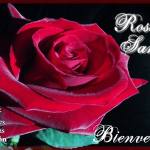 Oración Poderosa a la Rosa de Sarón para Pagar Deudas