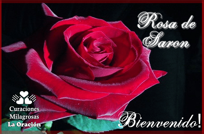 Oración Poderosa a la Rosa de Sarón para Pagar Deudas