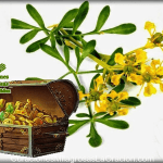 ORACIÓN DE LA RUDA BENDITA PARA AMOR