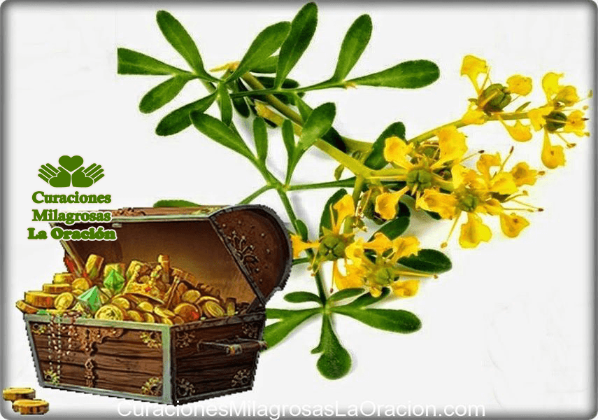 ORACIÓN DE LA RUDA BENDITA PARA AMOR